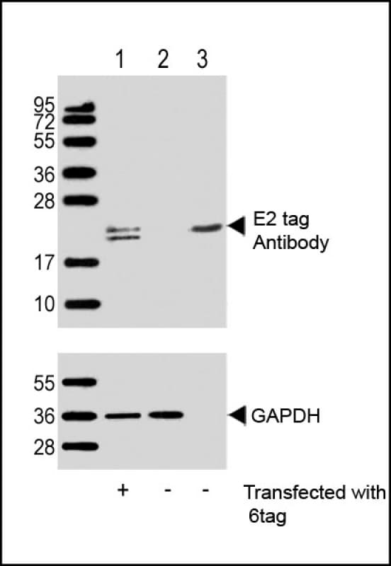 Polyclonal Rabbit E2 Tag Antibody (WB)