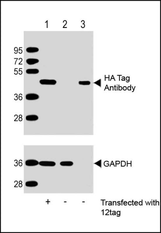 Hemagglutinin / HA Tag Antibody