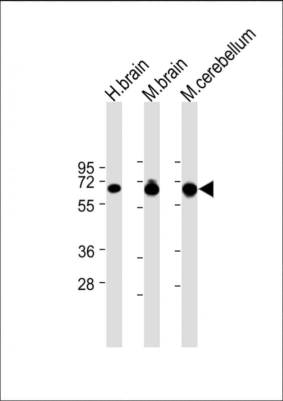 Polyclonal Rabbit anti-Human SLC1A3 / EAAT1 Antibody (N-Terminus, WB)