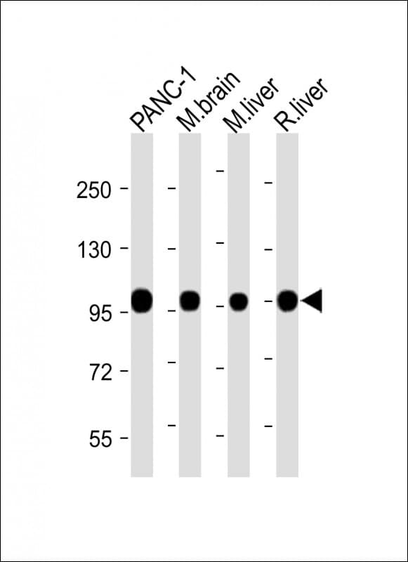 CANX / Calnexin Antibody (C-Terminus)
