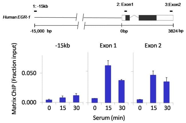 GATA4 Antibody (clone 6H10)
