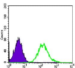 Monoclonal Mouse anti-Human CDK1 / CDC2 Antibody (clone 8C5A7F10, IF, WB)