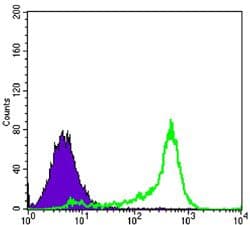 BCL2 / Bcl-2 Antibody (clone 8E+12)