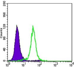 CCNB1 / Cyclin B1 Antibody (clone 5G6)