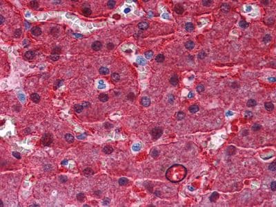 Monoclonal Mouse anti-Human BHMT Antibody (clone 8C11H5, IHC, WB)