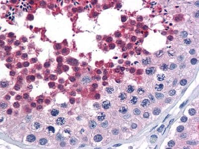 Monoclonal Mouse anti-Human CDC25C Antibody (clone 1F12, IHC, WB)