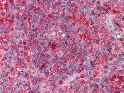 Monoclonal Mouse anti-Human ARNTL / BMAL1 Antibody (clone 1C5, IHC, WB)