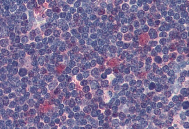 Monoclonal Mouse anti-Bovine CDK1 / CDC2 Antibody (clone POH-1, IHC, WB)