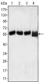 p56lck / LCK Antibody (clone 8E5F9, 4B2C7)