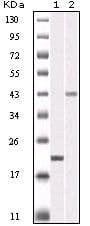 AURKB / Aurora-B Antibody (clone 13E8D3)