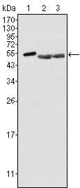Monoclonal Mouse anti-Human PTK6 / BRK Antibody (clone 2H12B8, WB)