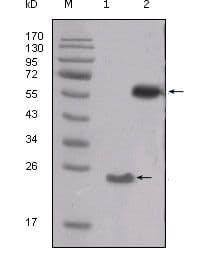 SRC Antibody (Amino Acid: 10-193, clone 5D10C4)