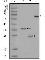 CD33 Antibody (clone 2B7C12)