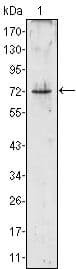 Monoclonal Mouse anti-Human PRTN3 / Myeloblastin Antibody (clone 3B4, WB)