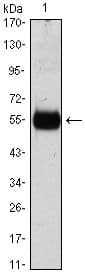 CDKN1B / p27 Kip1 Antibody (clone 3D8)