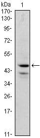 GATA1 Antibody (clone 4G1)