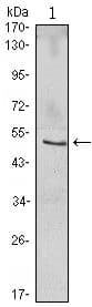 Monoclonal Mouse anti-Human NFKBIB / IKB Beta / IKBB Antibody (clone 7B4, WB)