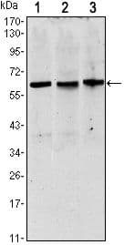 Monoclonal Mouse anti-Human PAX8 Antibody (clone 2D4, WB)