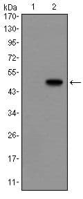 Monoclonal Mouse anti-Human GCG / Glucagon Antibody (clone 2F9, WB)