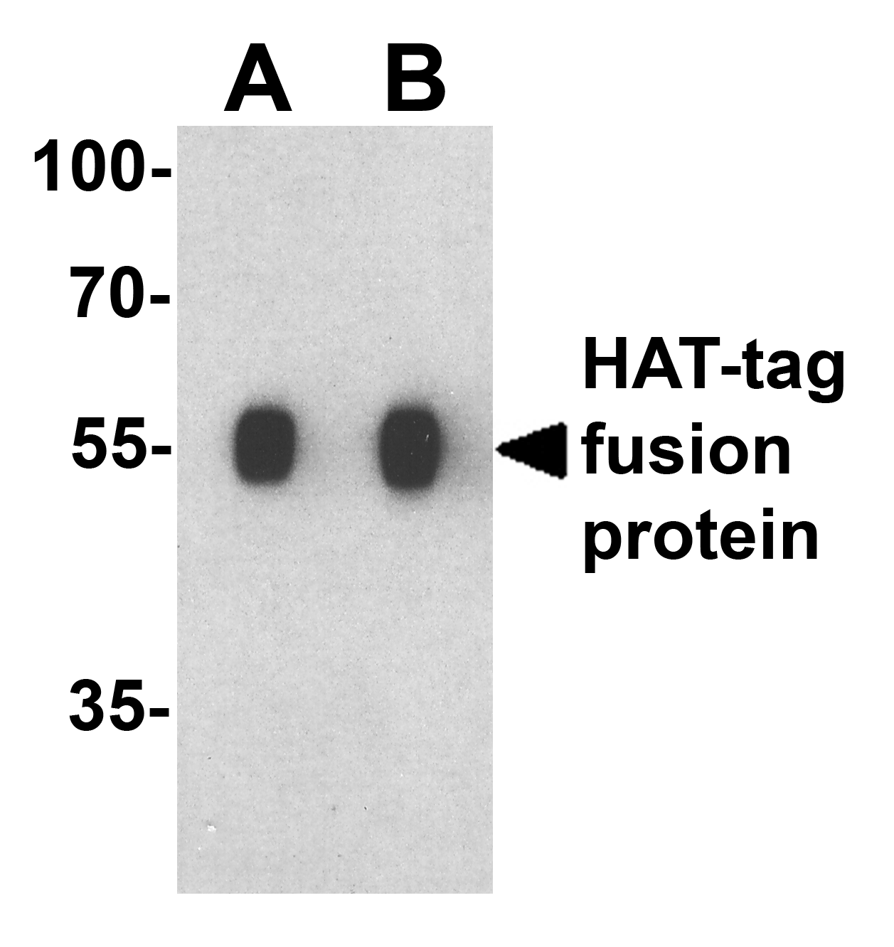Polyclonal Rabbit Hat Tag Antibody (WB)