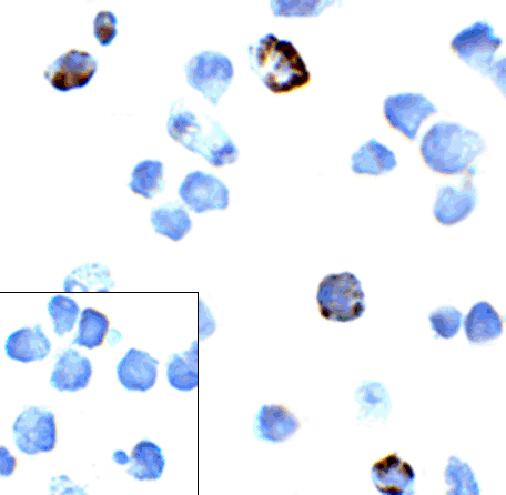 PDCD1 / CD279 / PD-1 Antibody (clone 4D6)