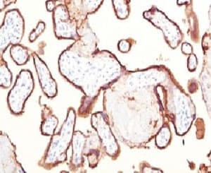 Monoclonal Mouse anti-Human PLAP / Alkaline Phosphatase Antibody (clone KSUP-1, IHC, IF)