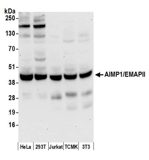 Polyclonal Rabbit anti-Human AIMP1 / EMAP II Antibody (aa125-175, WB)