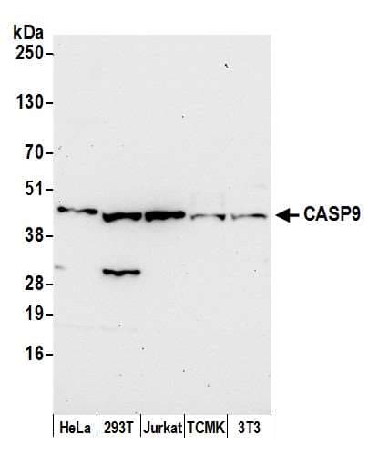 CASP9 / Caspase 9 Antibody (aa50-100)