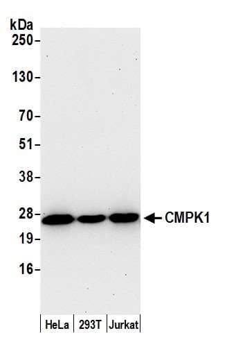 Polyclonal Rabbit anti-Human CMPK / CMPK1 Antibody (aa146-196, WB)