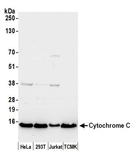 CYCS / Cytochrome c Antibody (aa55-105)