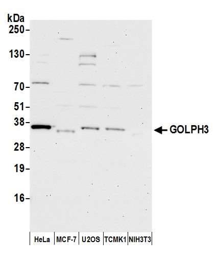 Polyclonal Rabbit anti-Human GOLPH3 Antibody (aa1-50, WB)