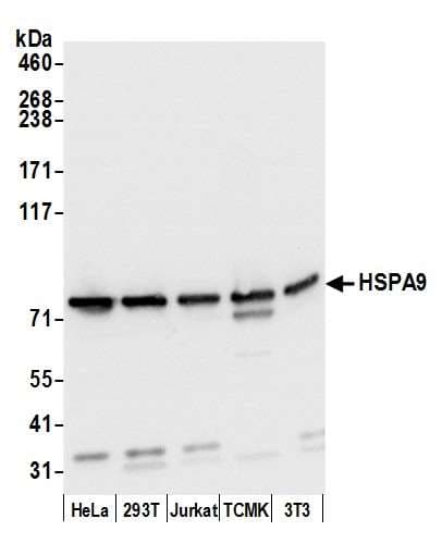 Polyclonal Rabbit anti-Human HSPA9 / Mortalin / GRP75 Antibody (aa629-679, WB)