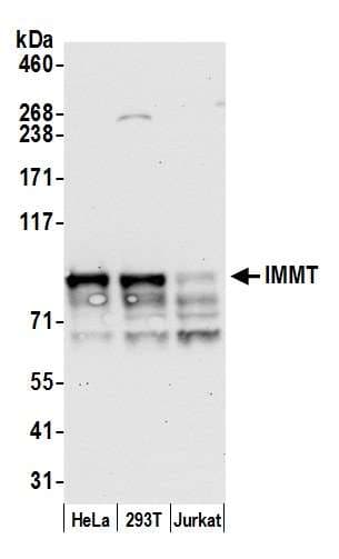 Polyclonal Rabbit anti-Human IMMT / Mitofilin Antibody (aa708-758, WB)