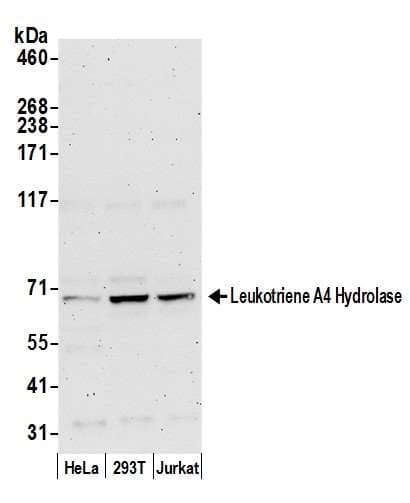 Polyclonal Rabbit anti-Human LTA4H / LTA4 Antibody (aa561-611, WB)