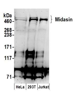 MDN1 Antibody (aa1000-1050)