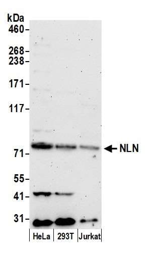Polyclonal Rabbit anti-Human NLN / Neurolysin Antibody (aa654-704, WB)