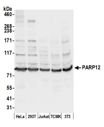 PARP12 Antibody (aa300-350)