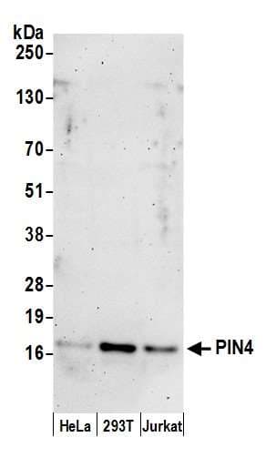 Polyclonal Rabbit anti-Human PIN4 Antibody (aa81-131, WB)