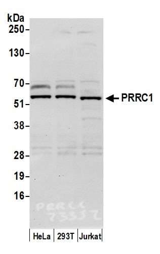 PRRC1 Antibody (aa175-225)