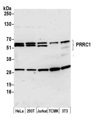 Polyclonal Rabbit anti-Human PRRC1 Antibody (aa225-275, WB)