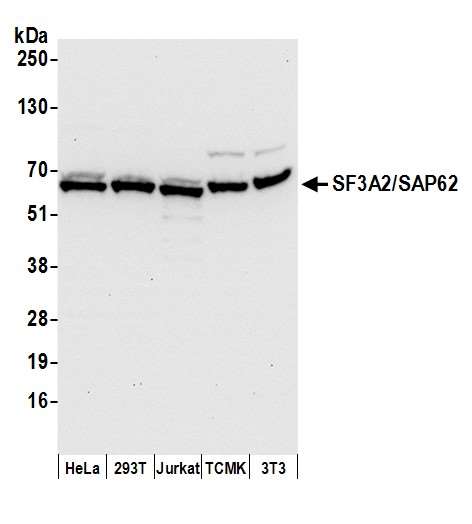SF3A2 / SF3a66 Antibody (aa1-50)