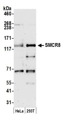 SMCR8 Antibody (aa600-650)