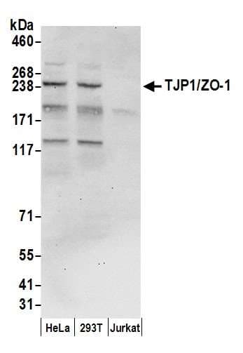 Polyclonal Rabbit anti-Human TJP1 / ZO-1 Antibody (aa950-1000, WB)