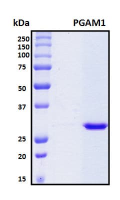 Human PGAM1 Protein (Recombinant 6His, N-terminus)