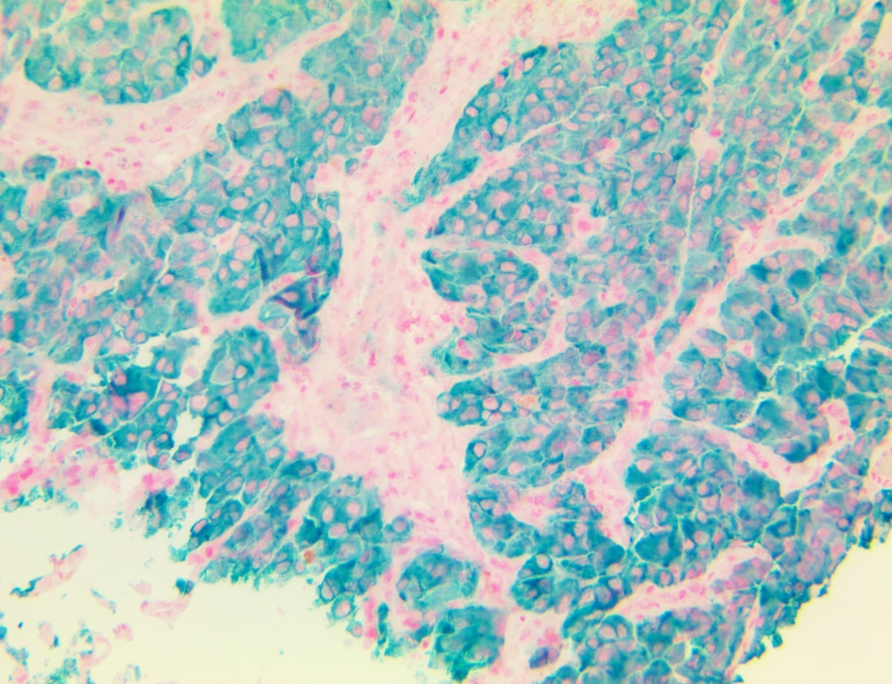 MLANA / Melan-A Antibody (clone A103, Ready-to-Use)