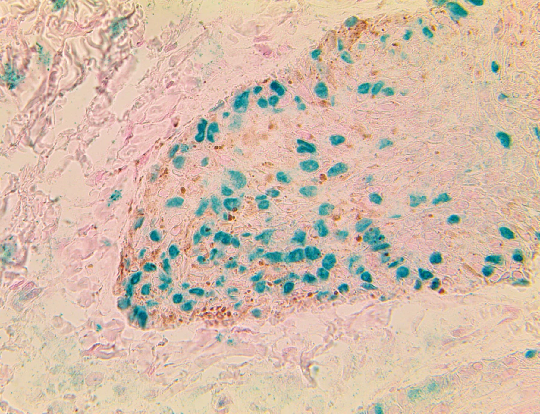 SOX10 Antibody (Ready-to-Use)