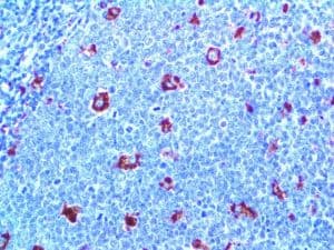 CD68 Antibody (clone KP-1, Ready-to-Use)