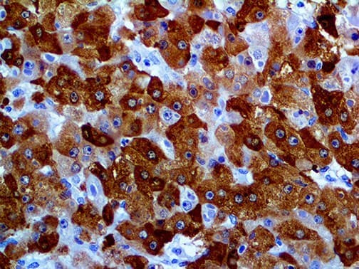 GLUL / Glutamine Synthetase Antibody (clone GS-6, Ready-to-Use)