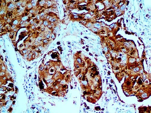 NAPSA / NAPA / Napsin A Antibody (Ready-to-Use)