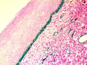 PDPN / Podoplanin Antibody (clone D2-40, Ready-to-Use)